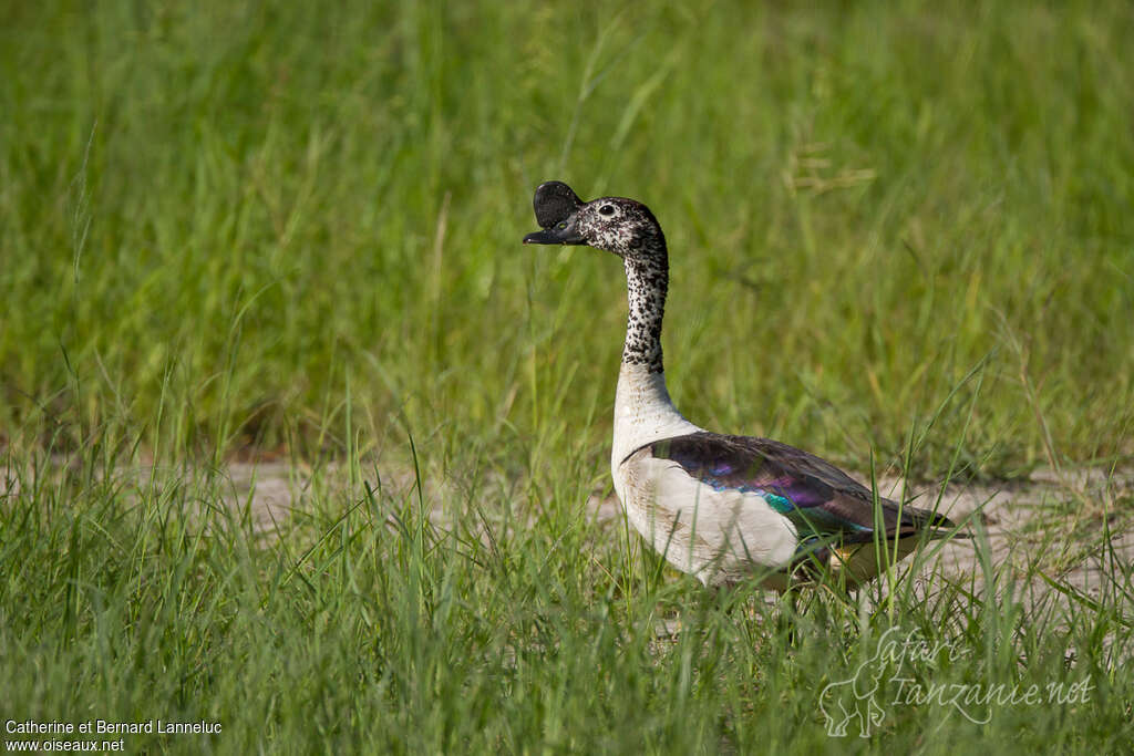 Canard à bosse mâle adulte nuptial, identification