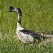 Knob-billed Duck