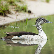 Knob-billed Duck