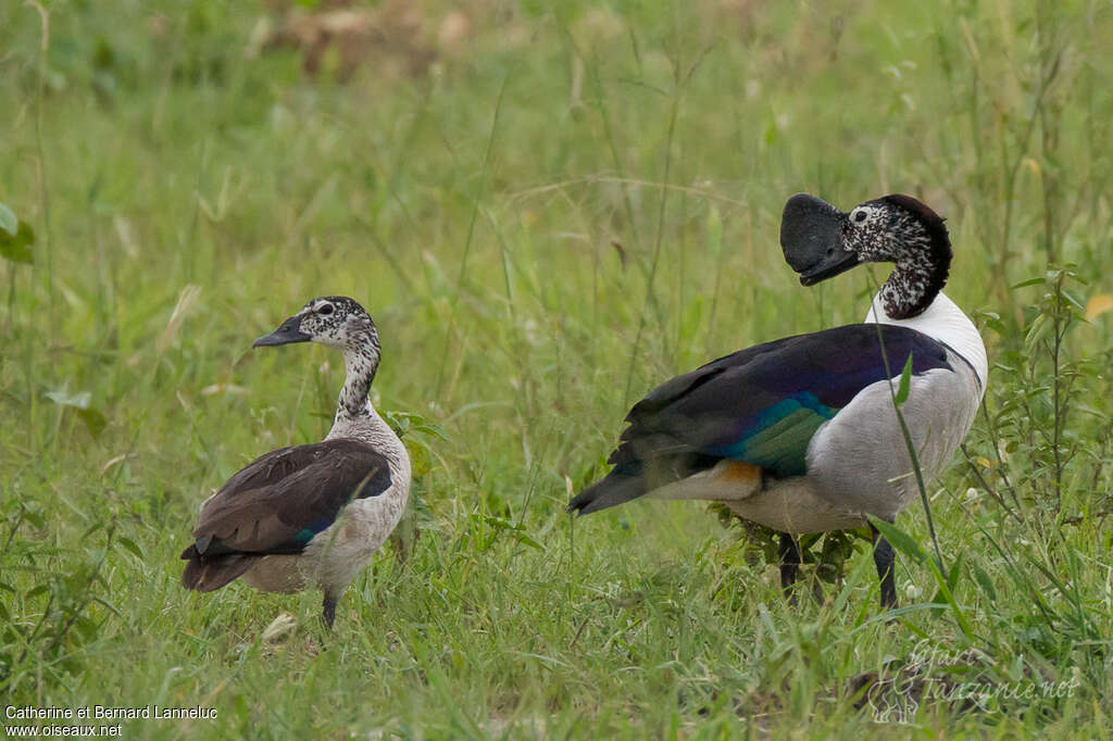 Knob-billed Duckadult breeding, pigmentation