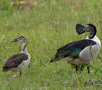 Knob-billed Duck