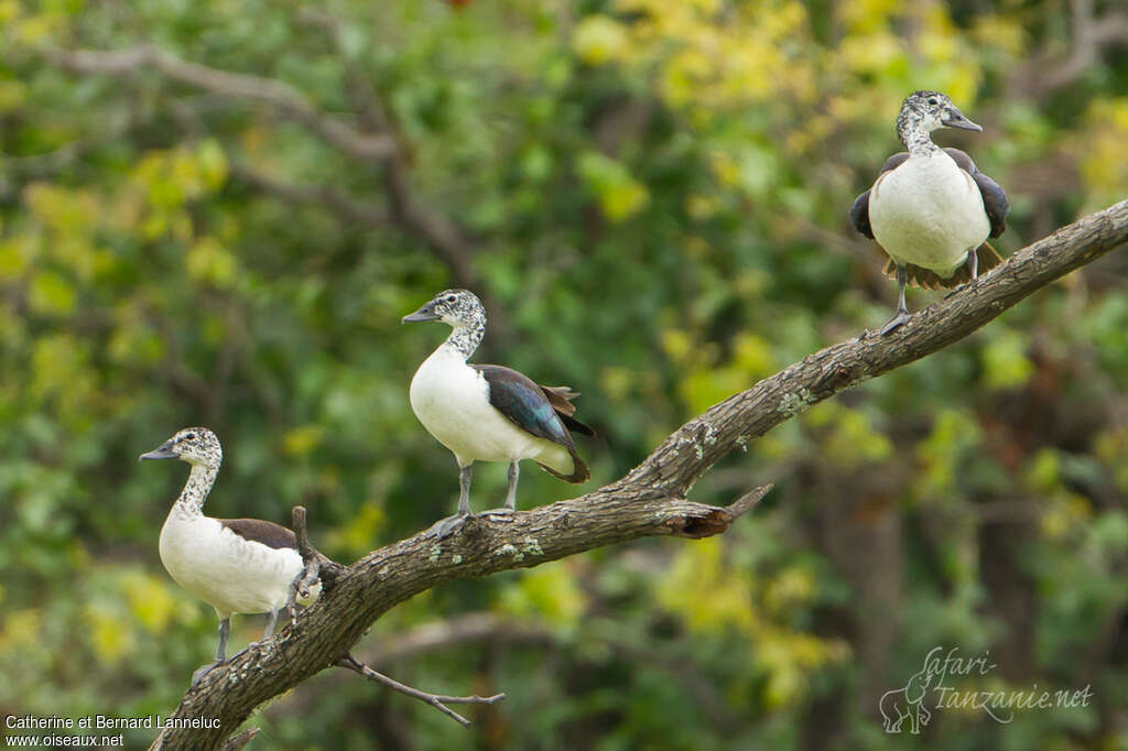 Knob-billed Duck, Behaviour