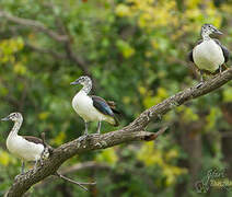 Knob-billed Duck