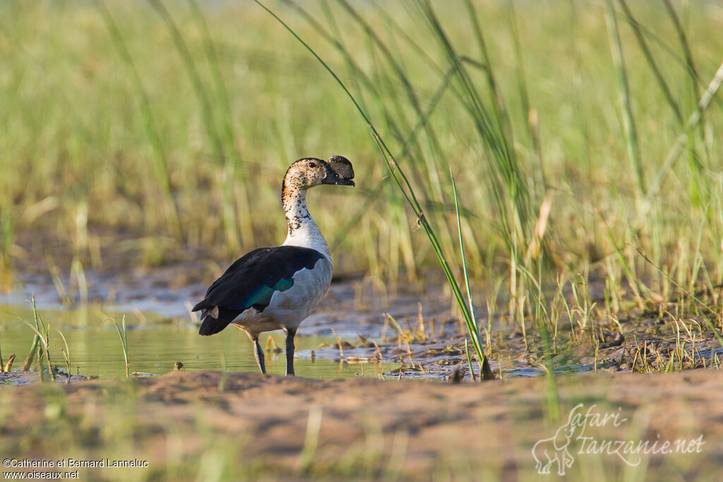 Knob-billed Duck male adult breeding, habitat