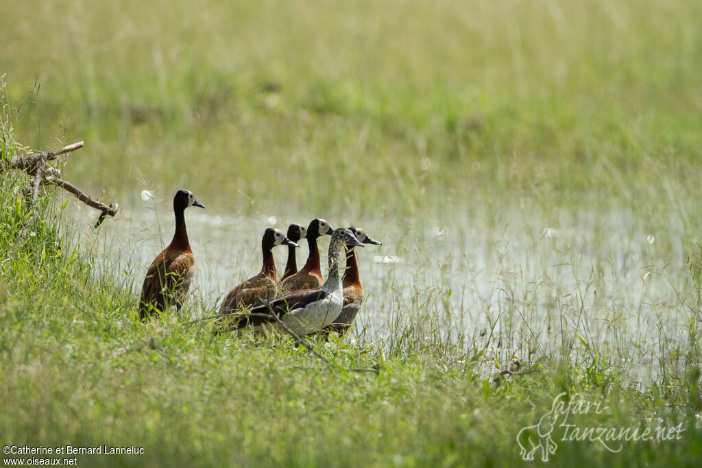 Canard à bosse femelle adulte, habitat, Comportement