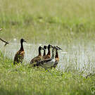 Canard à bosse