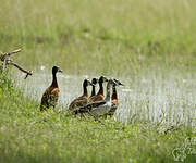 Canard à bosse