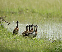 Knob-billed Duck