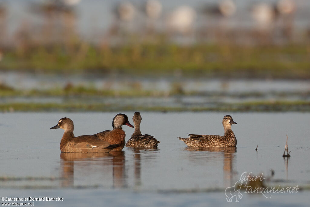 Canard amazonetteadulte, habitat, nage