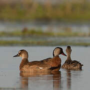 Canard amazonette