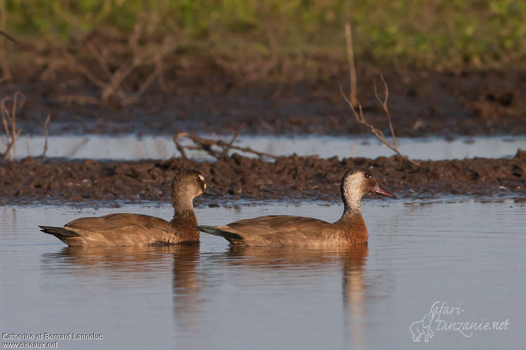 Brazilian Tealadult, swimming