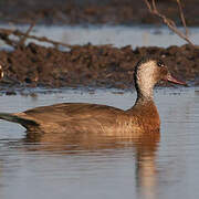 Canard amazonette