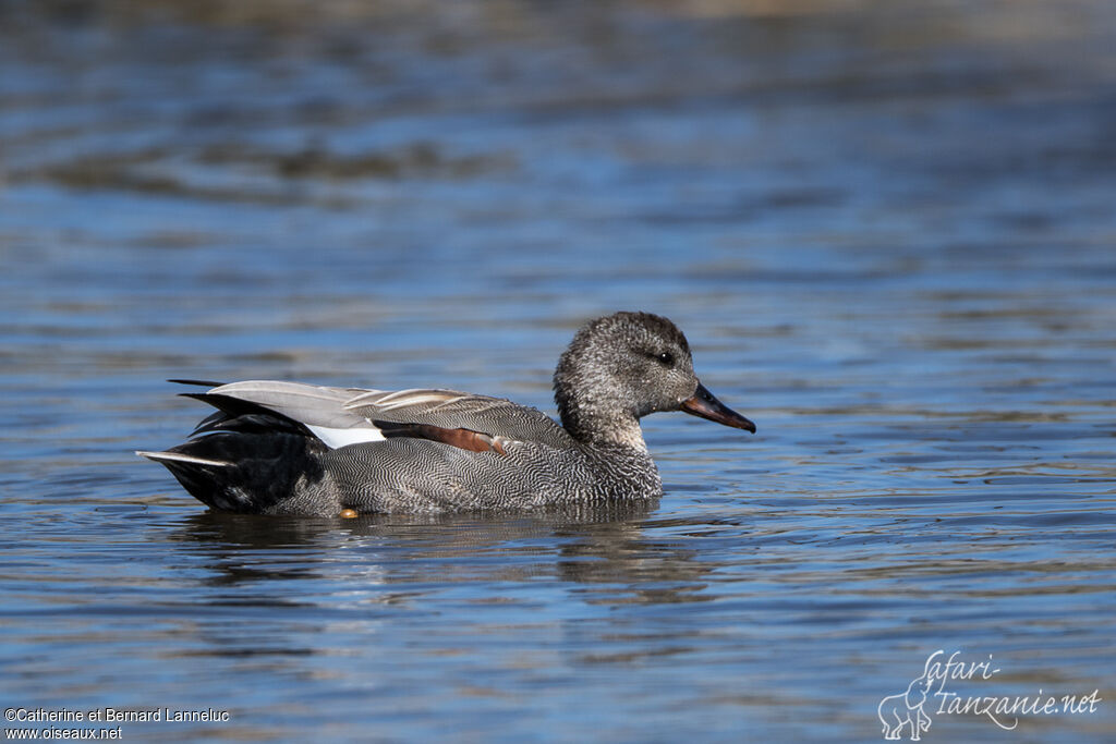 Gadwall male adult breeding, identification