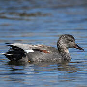 Canard chipeau