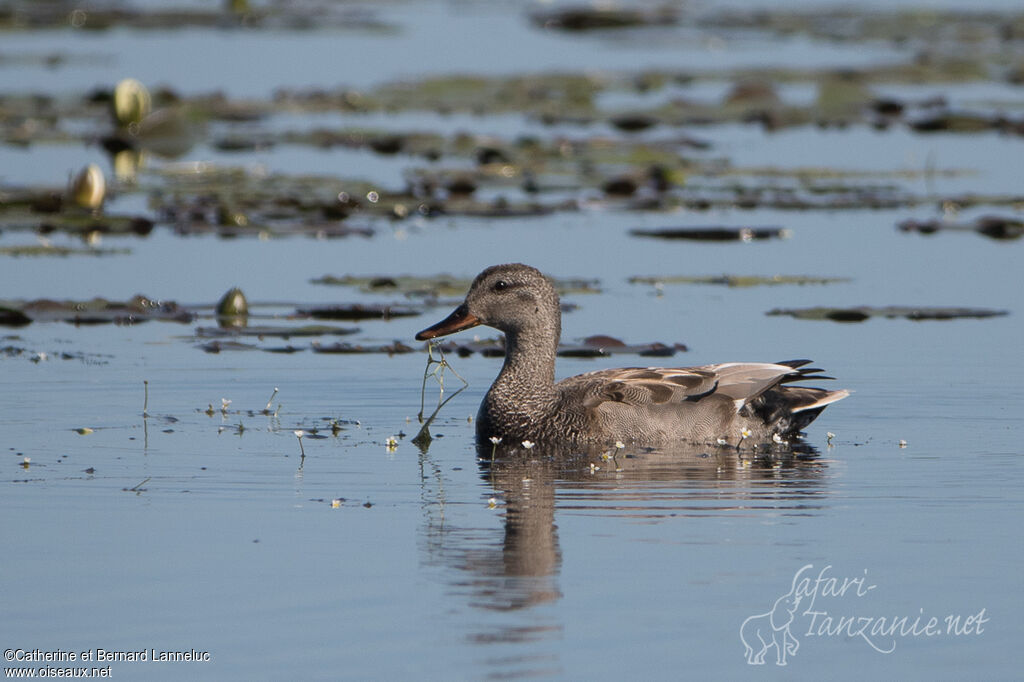 Gadwall male adult breeding, identification