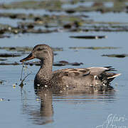 Gadwall