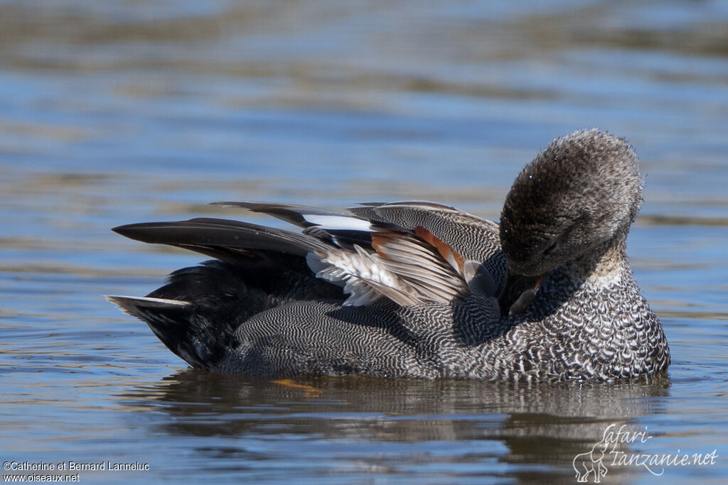 Canard chipeau mâle adulte nuptial, soins, composition