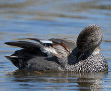 Canard chipeau