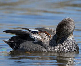 Canard chipeau