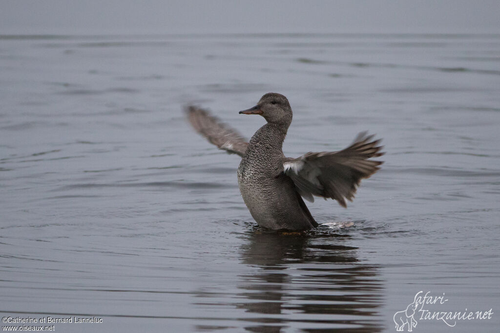 Gadwall male adult breeding, Behaviour