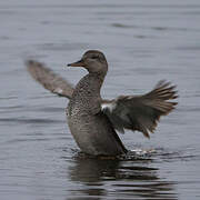 Gadwall