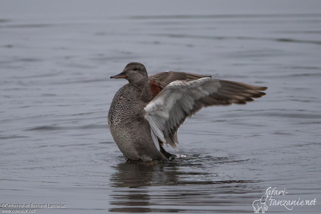 Gadwall male adult breeding, Behaviour