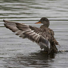 Canard chipeau