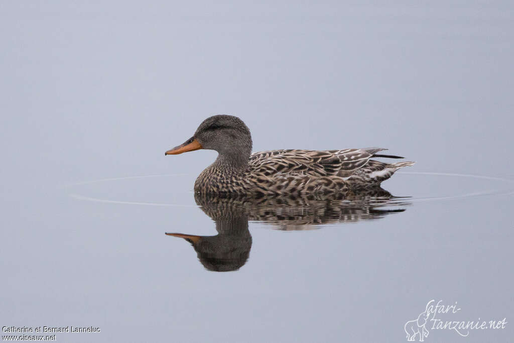 Canard chipeau femelle adulte, identification