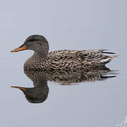 Gadwall