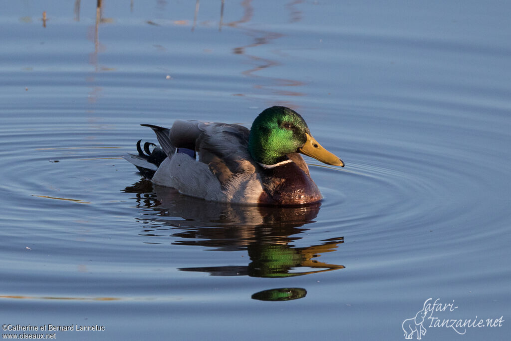 Mallard male adult breeding, identification