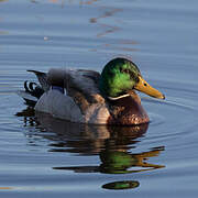 Canard colvert