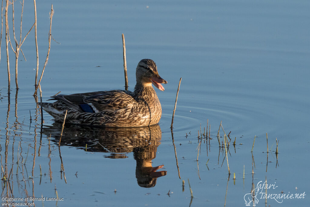 Canard colvert femelle adulte, identification