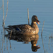 Canard colvert