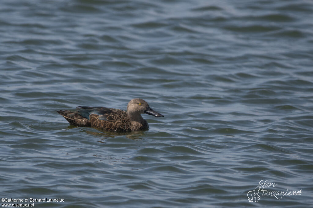 Cape Shoveler male adult, identification