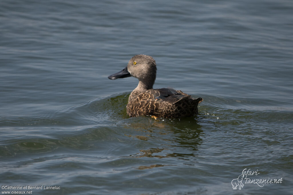 Cape Shoveleradult