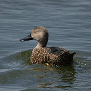 Cape Shoveler