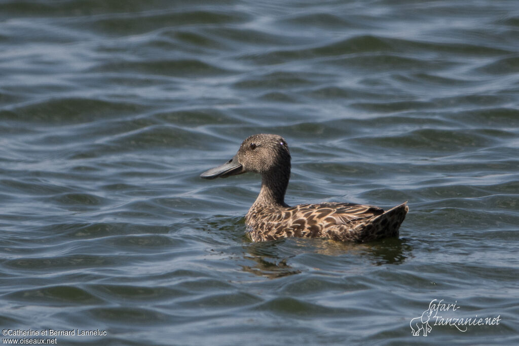 Cape Shovelerimmature, identification