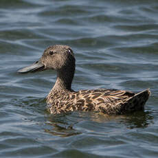 Canard de Smith