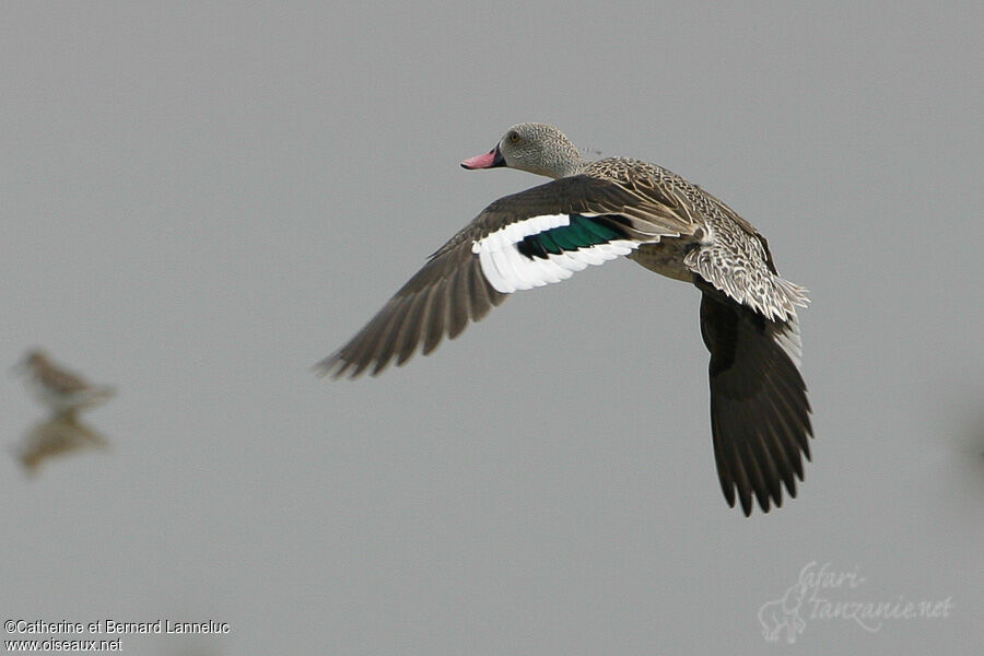 Cape Tealadult, Flight