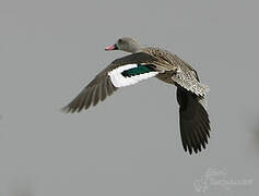 Cape Teal