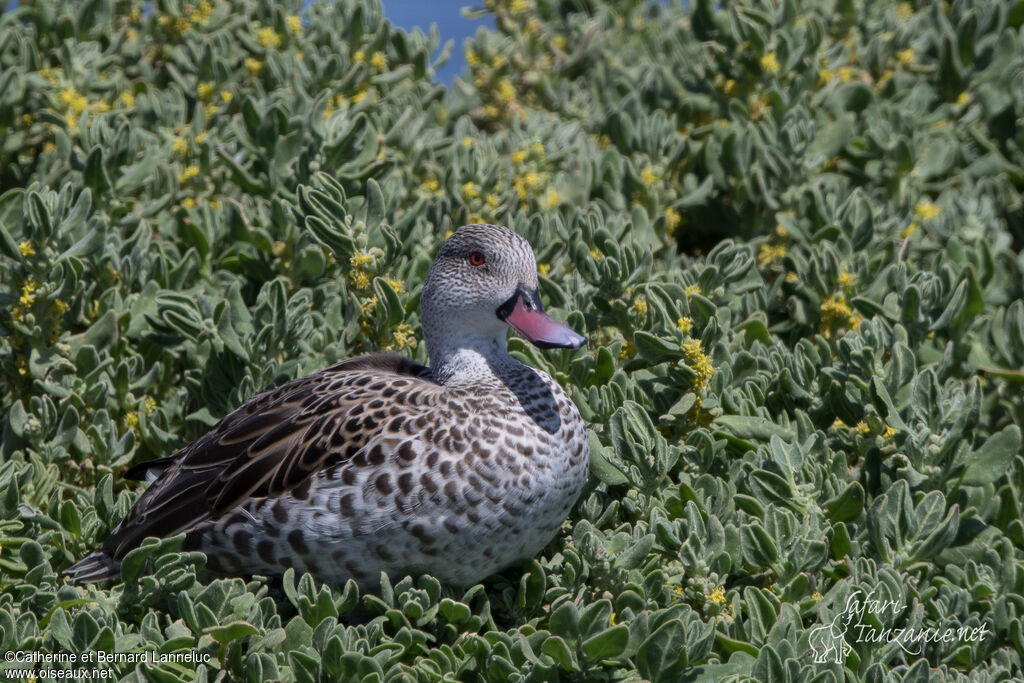 Cape Tealadult, identification