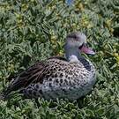Canard du Cap
