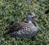 Cape Teal