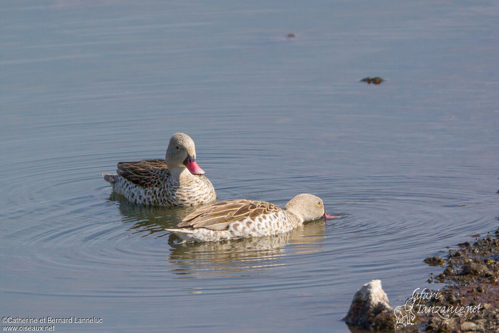 Canard du Capadulte