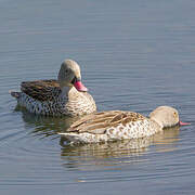 Cape Teal