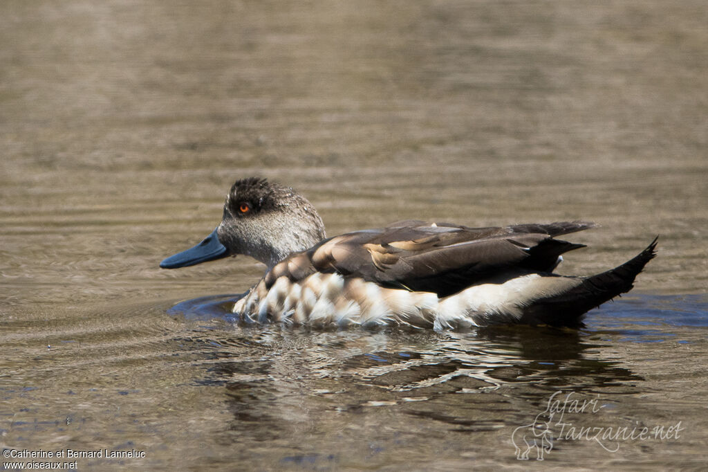 Crested Duckadult, swimming