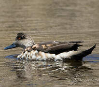 Canard huppé