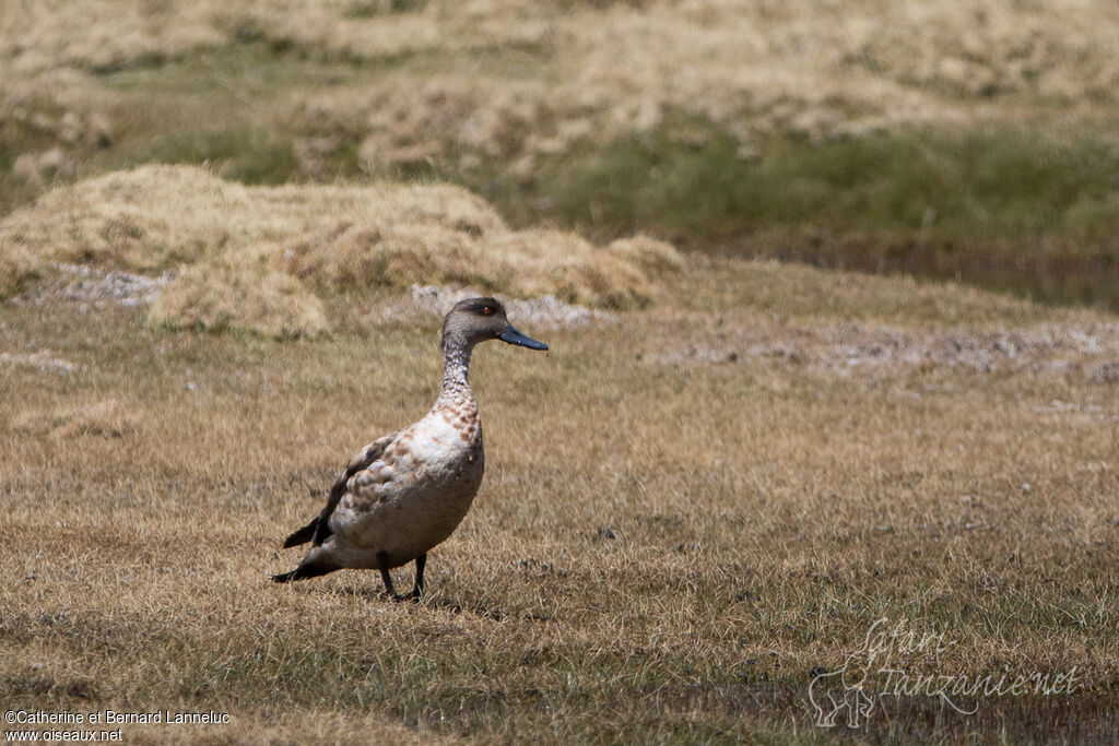 Canard huppéadulte, habitat