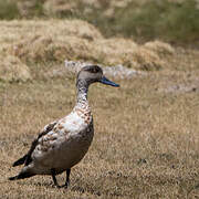 Crested Duck