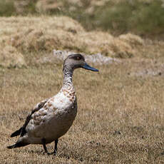 Canard huppé